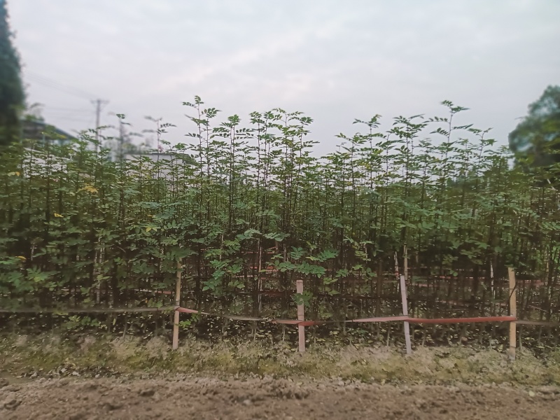 花椒苗