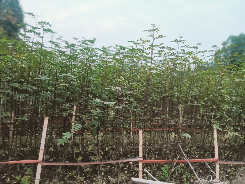 花椒苗