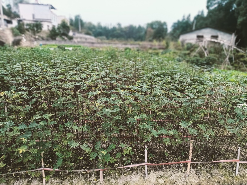 花椒苗