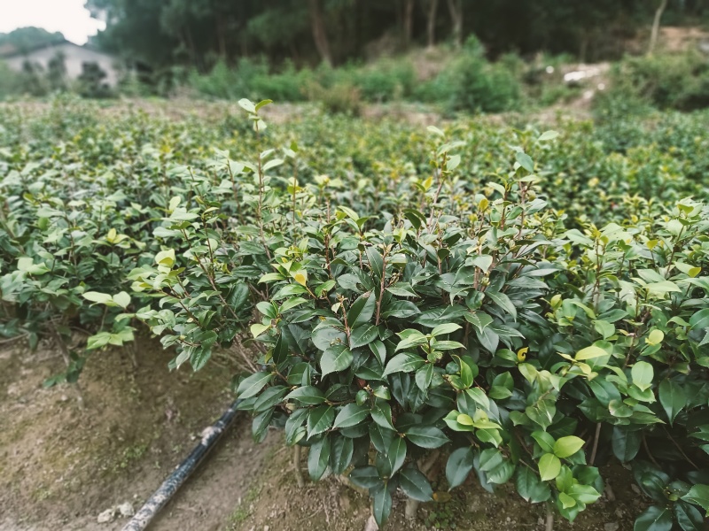 茶花苗