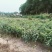 茶花苗