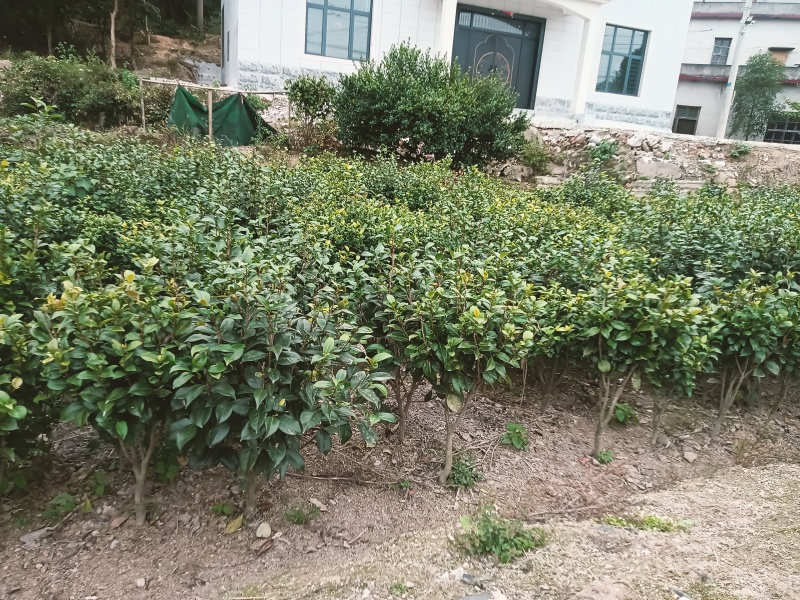 茶花苗
