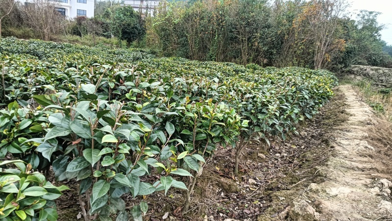 茶花苗