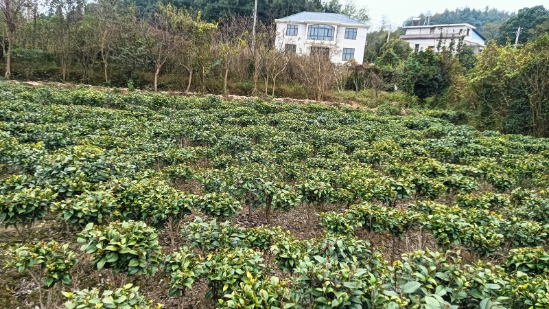茶花苗