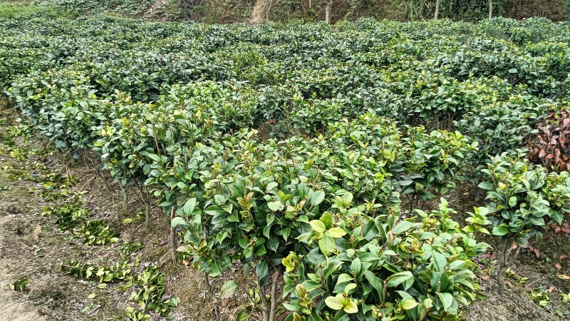 茶花苗