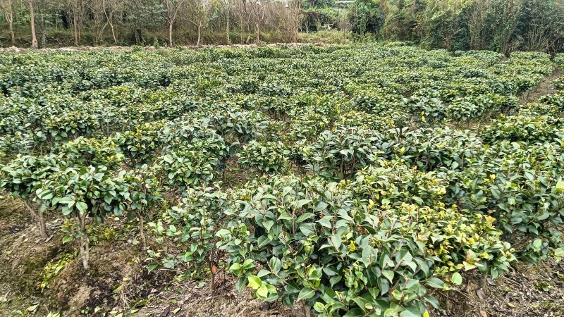 茶花苗