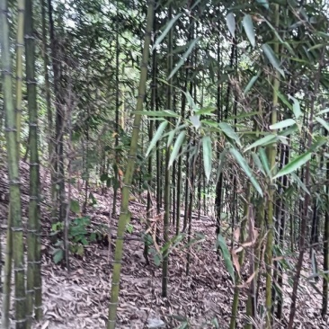 雷竹种苗