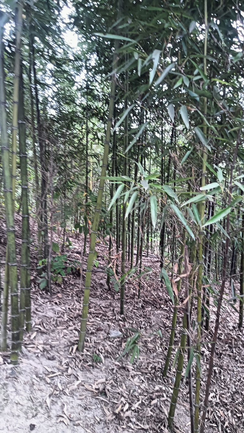 雷竹种苗
