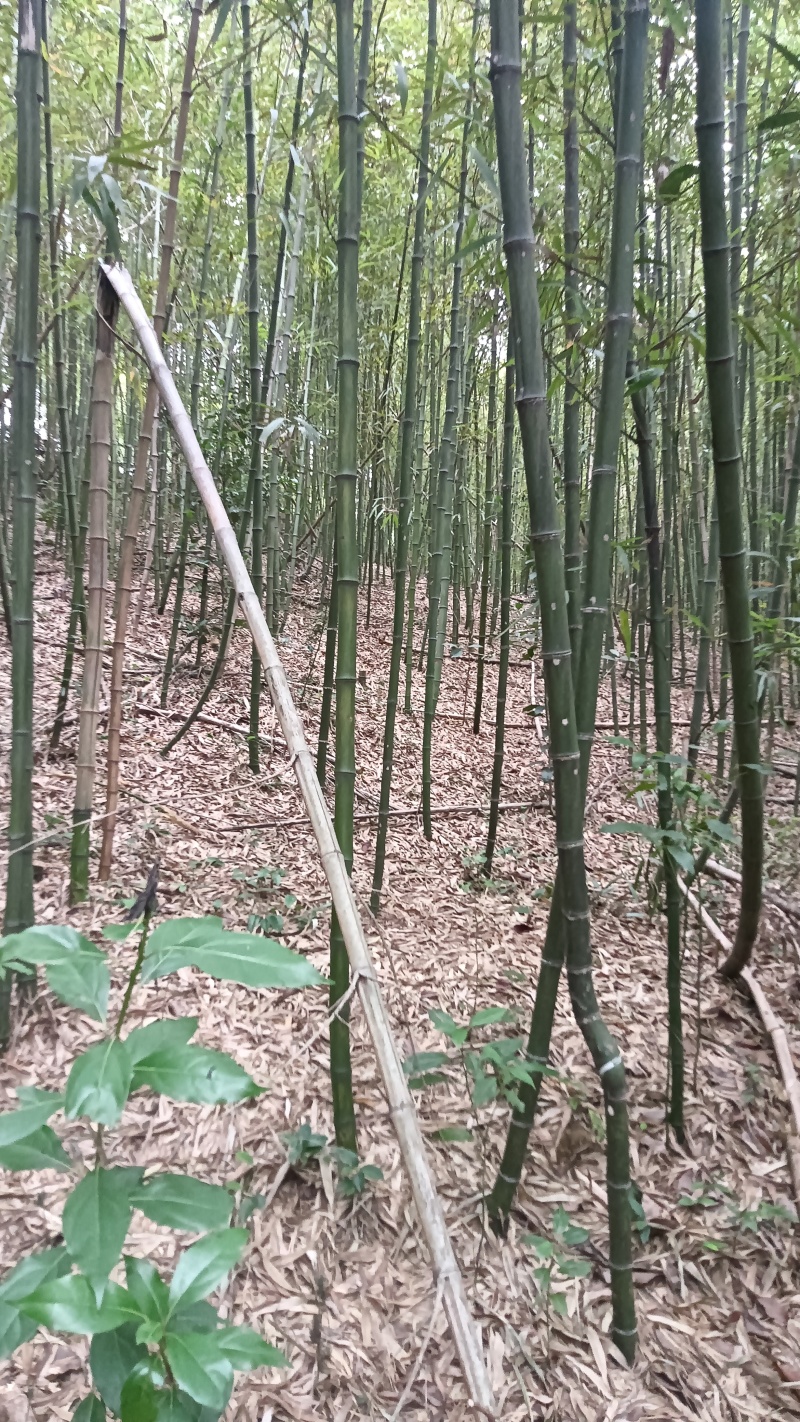雷竹种苗