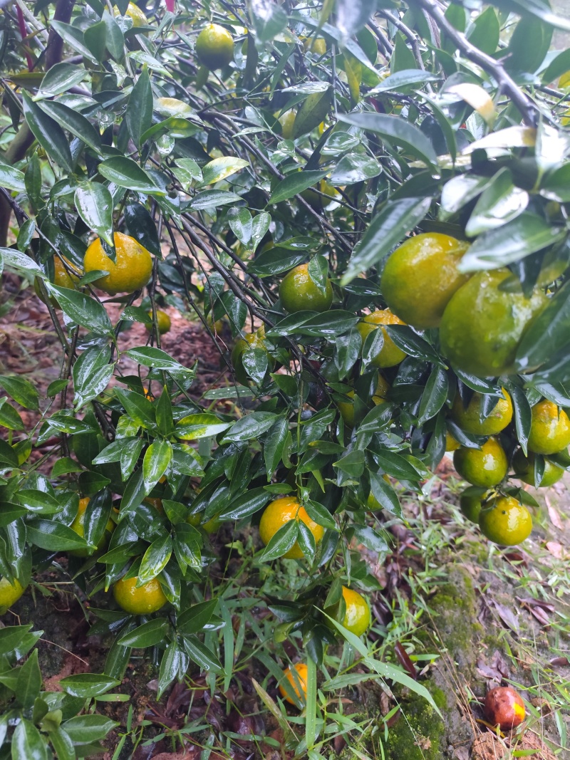 陈皮柑