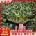 黄宝塔花菜苗松花菜苗紫宝塔菜花苗寿光种苗基地直发