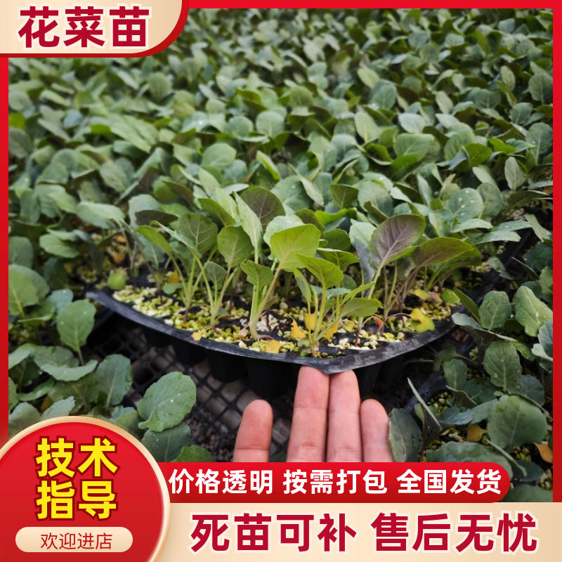 黄宝塔花菜苗松花菜苗紫宝塔菜花苗寿光种苗基地直发