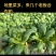油菜