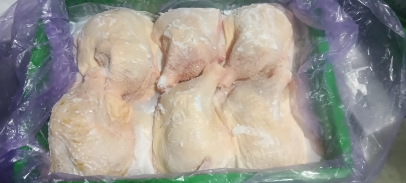 种母鸡排腿