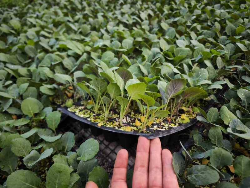 黄宝塔花菜苗松花菜苗紫宝塔菜花苗寿光种苗基地直发