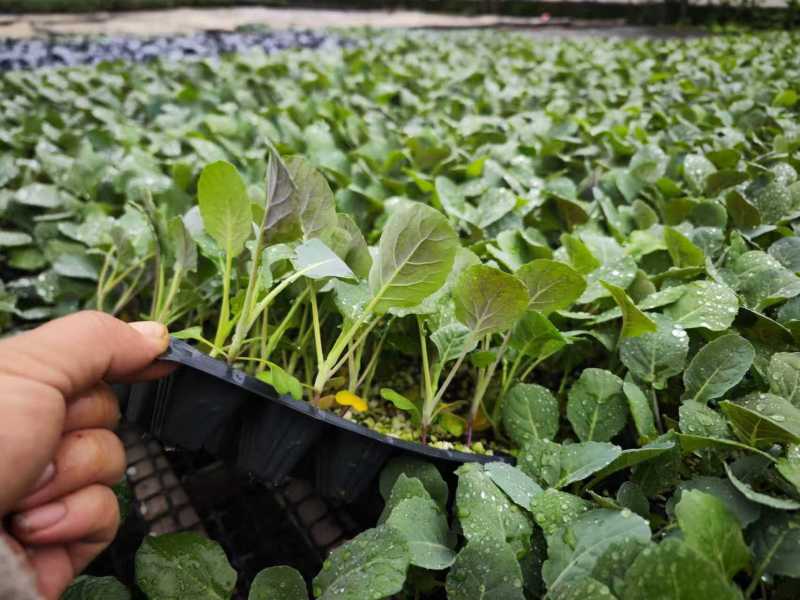 黄宝塔花菜苗松花菜苗紫宝塔菜花苗寿光种苗基地直发