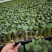 黄宝塔花菜苗松花菜苗紫宝塔菜花苗寿光种苗基地直发