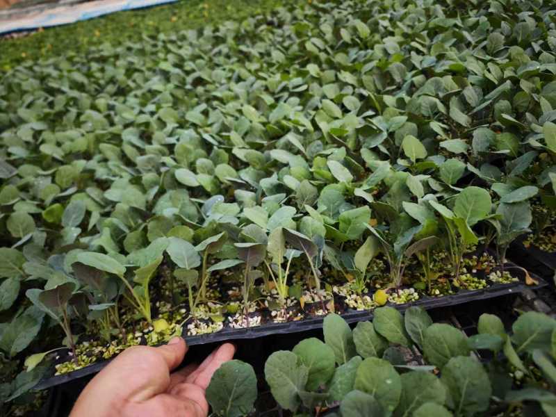 黄宝塔花菜苗松花菜苗紫宝塔菜花苗寿光种苗基地直发