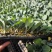 黄宝塔花菜苗松花菜苗紫宝塔菜花苗寿光种苗基地直发