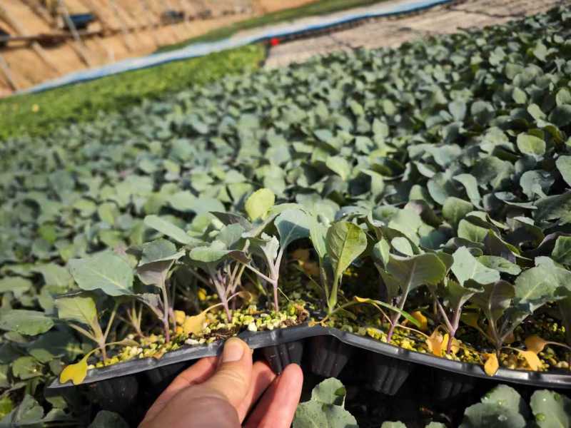 黄宝塔花菜苗松花菜苗紫宝塔菜花苗寿光种苗基地直发