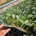 黄宝塔花菜苗松花菜苗紫宝塔菜花苗寿光种苗基地直发
