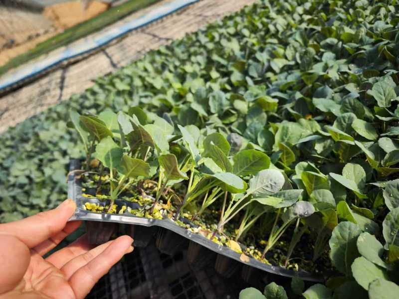 黄宝塔花菜苗松花菜苗紫宝塔菜花苗寿光种苗基地直发
