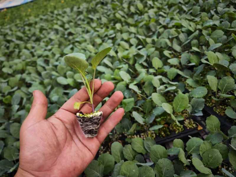 黄宝塔花菜苗松花菜苗紫宝塔菜花苗寿光种苗基地直发