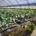 黄宝塔花菜苗松花菜苗紫宝塔菜花苗寿光种苗基地直发
