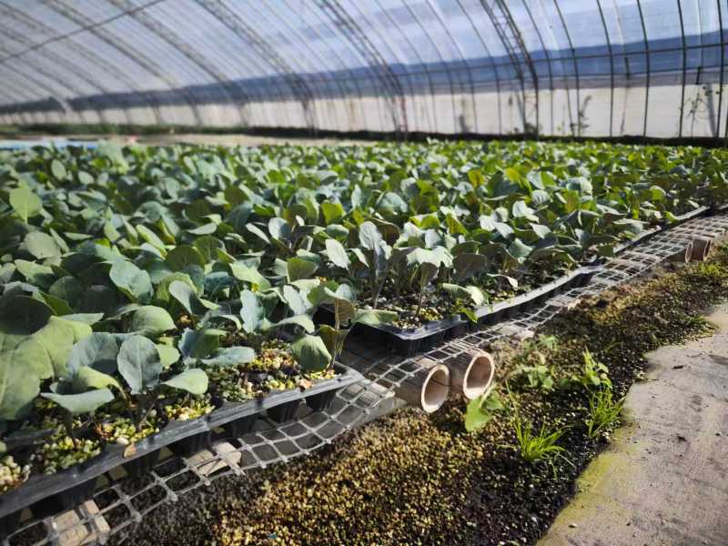 黄宝塔花菜苗松花菜苗紫宝塔菜花苗寿光种苗基地直发
