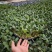 黄宝塔花菜苗松花菜苗紫宝塔菜花苗寿光种苗基地直发