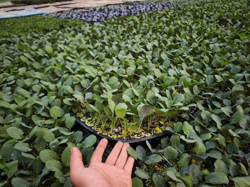 黄宝塔花菜苗松花菜苗紫宝塔菜花苗寿光种苗基地直发