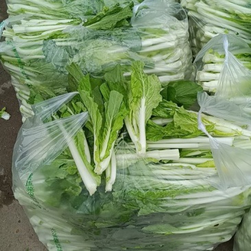 湖北江夏基地红菜苔，白菜苔，小矮白大量有货欢迎订羊