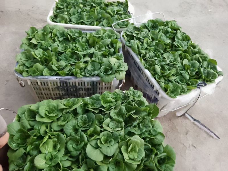 湖北江夏基地红菜苔，白菜苔，小矮白大量有货欢迎订羊