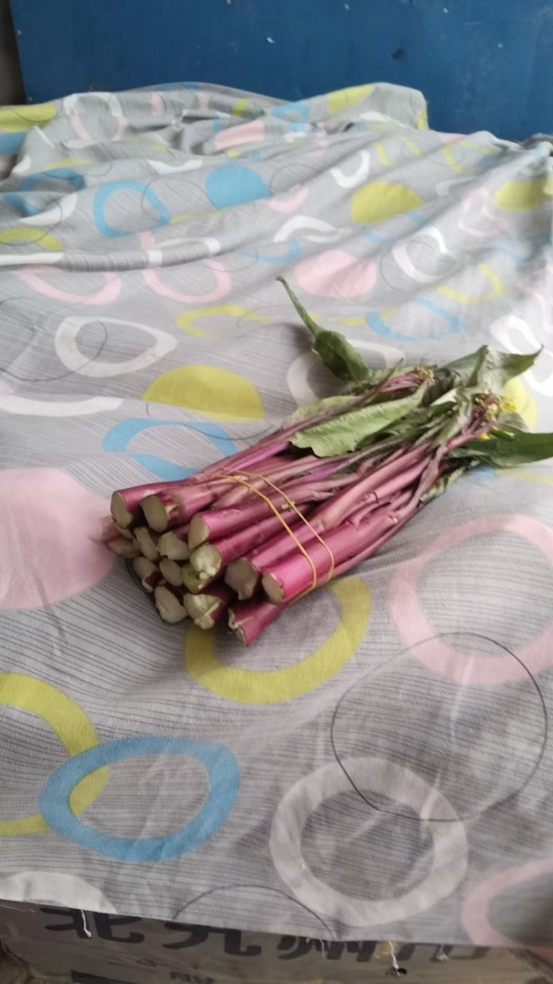 湖北江夏基地红菜苔，白菜苔，小矮白大量有货欢迎订羊