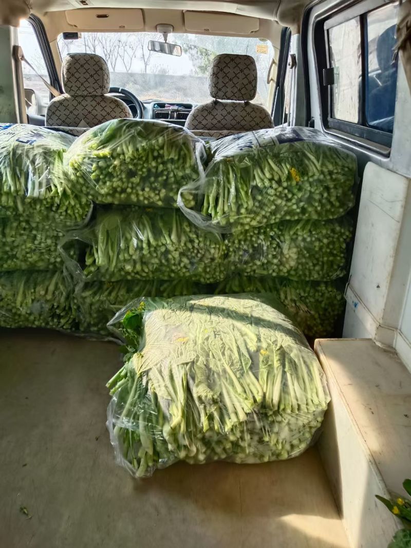 湖北江夏基地红菜苔，白菜苔，小矮白大量有货欢迎订羊