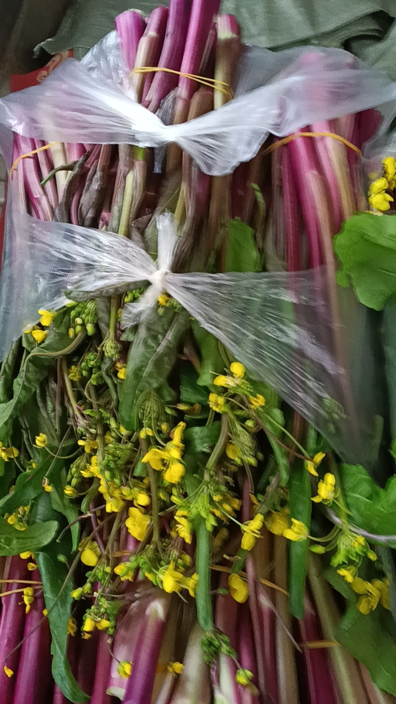 湖北江夏基地红菜苔，白菜苔，小矮白大量有货欢迎订羊