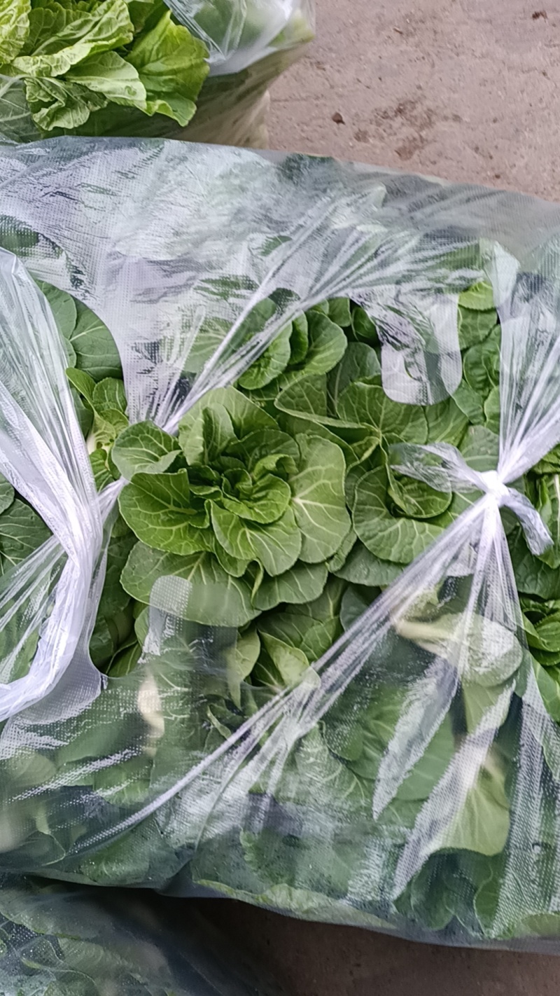 湖北江夏基地红菜苔，白菜苔，小矮白大量有货欢迎订羊