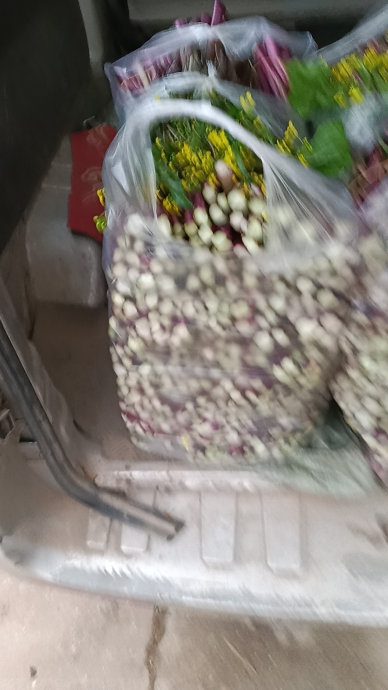 湖北江夏基地红菜苔，白菜苔，小矮白大量有货欢迎订羊
