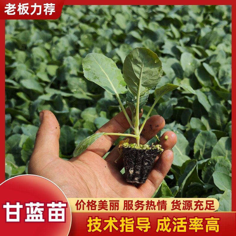 【甘蓝苗】韩绿甘蓝苗牛心甘蓝苗皱叶甘蓝苗孢子甘蓝苗