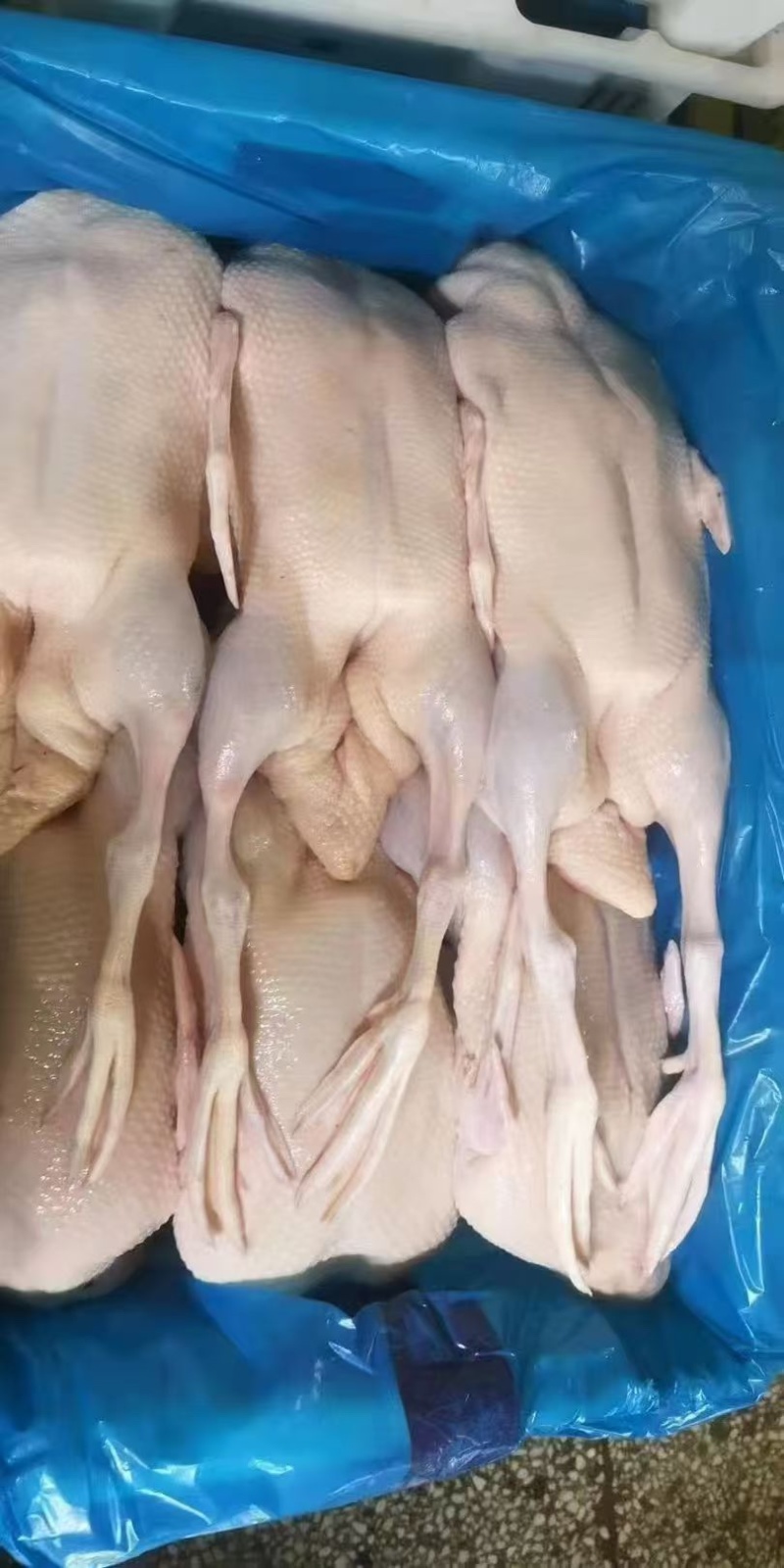 全鸭全净膛各规格齐全工厂直发手续齐全