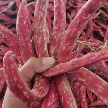 花豆新品种，质量很好，价格每天随行就市