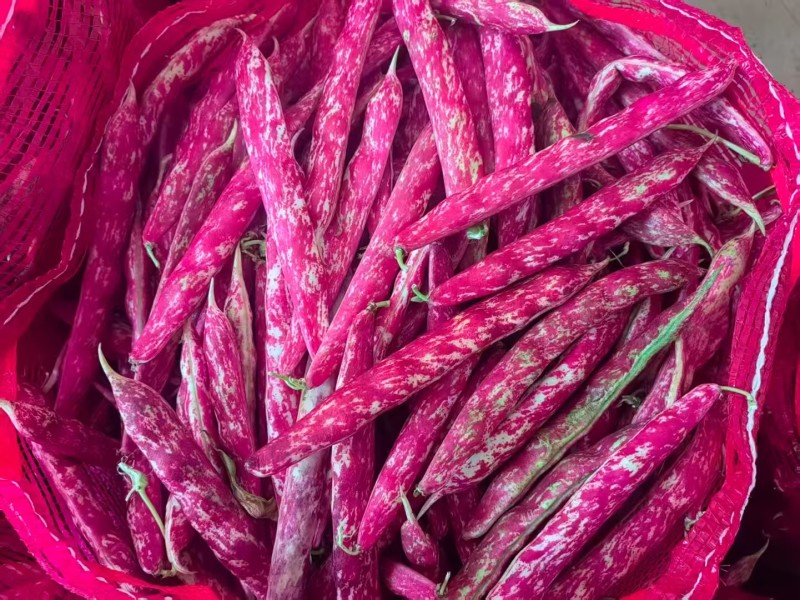 花豆新品种，质量很好，价格每天随行就市