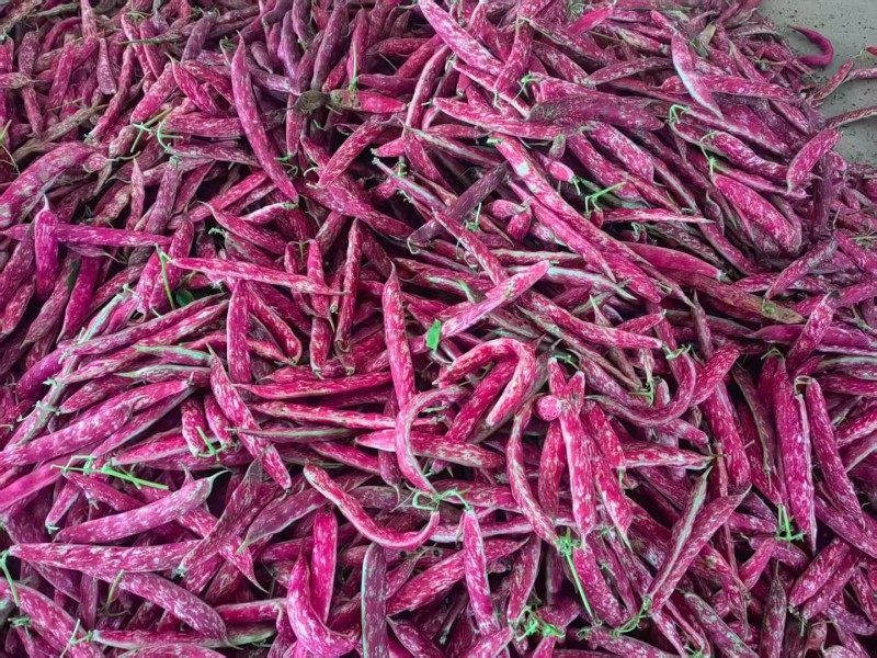 花豆新品种，质量很好，价格每天随行就市