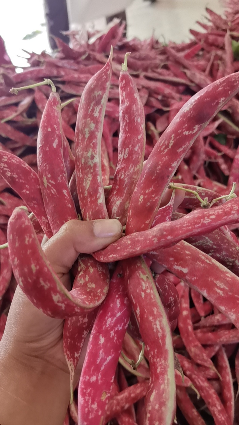 花豆新品种，质量很好，价格每天随行就市