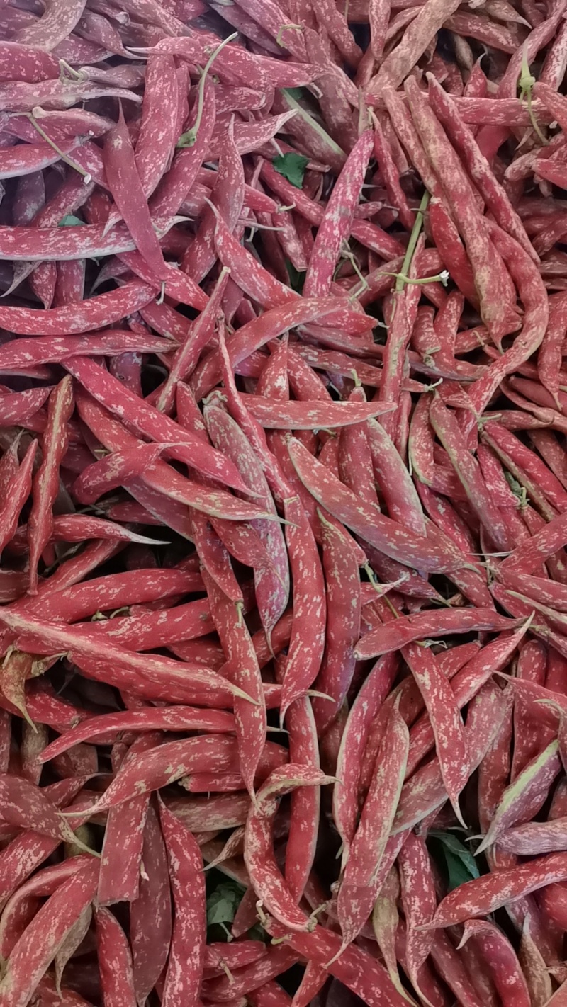 花豆新品种，质量很好，价格每天随行就市
