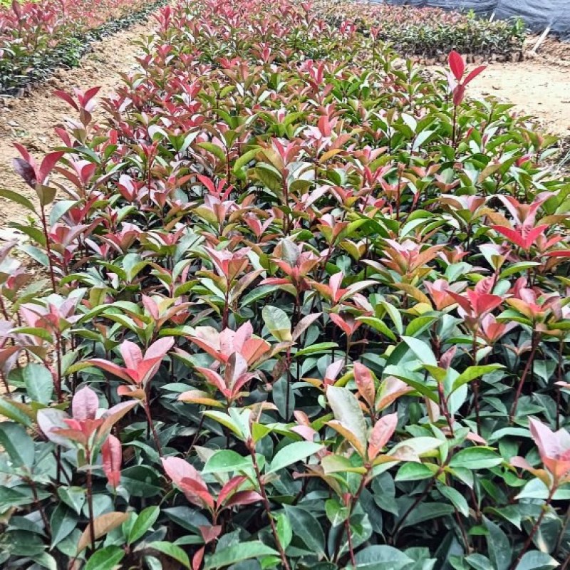 红叶石楠杯苗