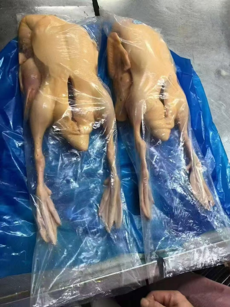 黄皮鸭全净膛各规格齐全工厂直发手续齐全