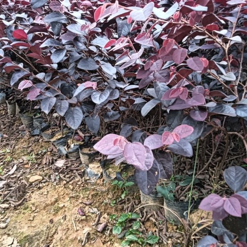 红继木杯苗