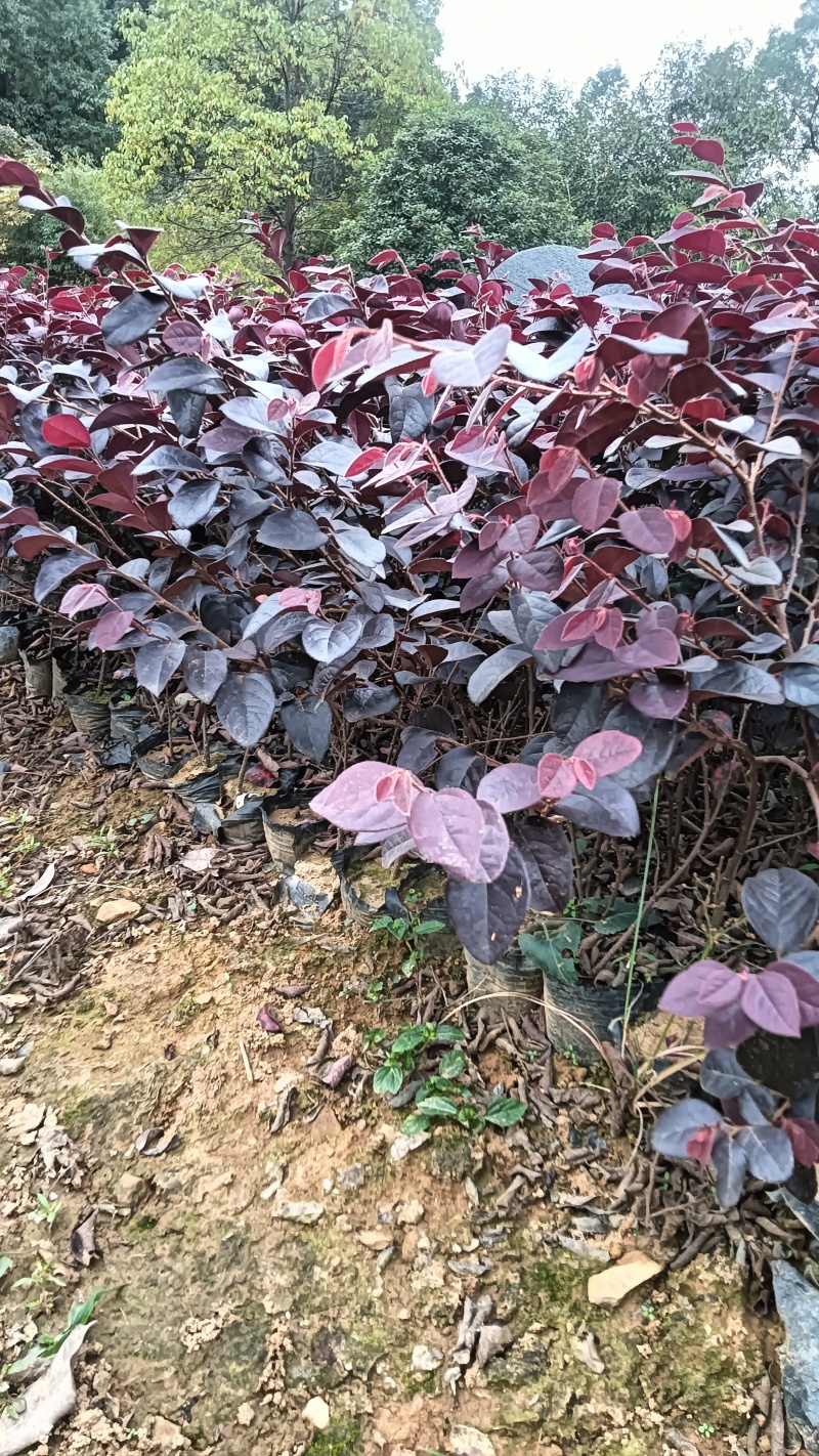 红继木杯苗