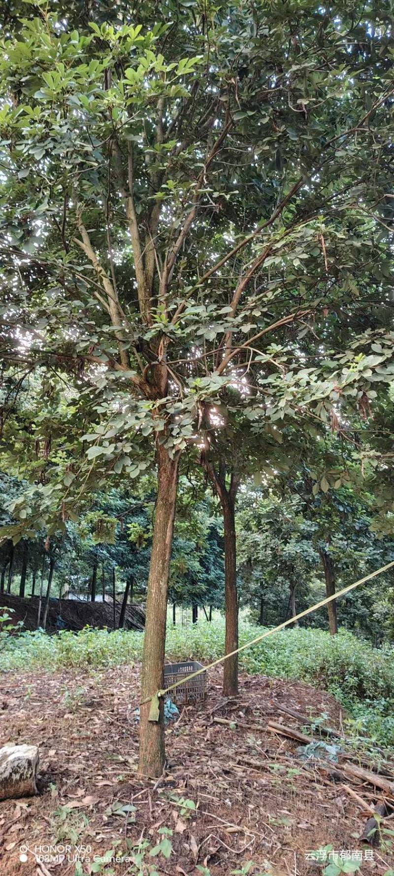 黄花风铃木11-12公分
